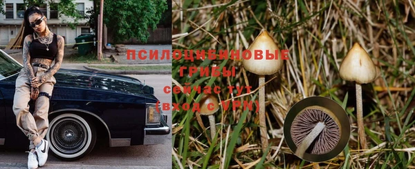 прущие крисы Белокуриха